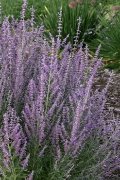 Sage Advice Russian Sage - 1 Gallon -Garden Plant Seeds perovskiaatriplicifolia sage advice russian sage 2