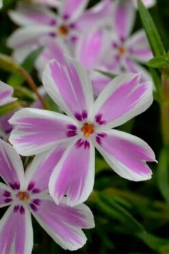 Candy Stripe Creeping Phlox - 5 Pack Of Quart Pots -Garden Plant Seeds phlox subulata candy stripe creeping 21