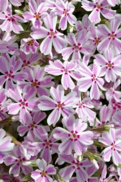 Candy Stripe Creeping Phlox - 1 Gallon Pot -Garden Plant Seeds phlox subulata candy stripe creeping 25 1