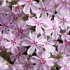 Candy Stripe Creeping Phlox - 5 Pack Of Quart Pots -Garden Plant Seeds phlox subulata candy stripe creeping 25