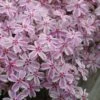Candy Stripe Creeping Phlox - 1 Gallon Pot -Garden Plant Seeds phlox subulata candy stripe creeping 27 1