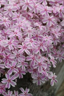 Candy Stripe Creeping Phlox - 5 Pack Of Quart Pots -Garden Plant Seeds phlox subulata candy stripe creeping 27