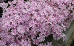 Candy Stripe Creeping Phlox - 1 Gallon Pot -Garden Plant Seeds phlox subulata candy stripe creeping 29 1