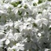 White Creeping Phlox - 6 Pack Of 1 Gallon Pots -Garden Plant Seeds phlox subulata white 1