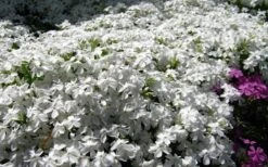 White Creeping Phlox - 6 Pack Of 1 Gallon Pots 9 White Creeping Phlox - 6 Pack Of 1 Gallon Pots -Garden Plant Seeds phlox subulata white 2