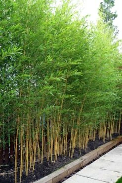 Koi Golden Bamboo (Phyllostachys Aurea 'Koi') - 3 Gallon Pot (4-6'+) -Garden Plant Seeds phyllostachys aurea koi golden bamboo 100