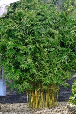 Koi Golden Bamboo (Phyllostachys Aurea 'Koi') - 3 Gallon Pot (4-6'+) -Garden Plant Seeds phyllostachys aurea koi golden bamboo 101