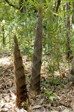 Moso Giant Bamboo (Phyllostachys Edulis 'Moso') - 3 Gallon Pot (2-4') -Garden Plant Seeds phyllostachys edulis moso giant timber bamboo 100