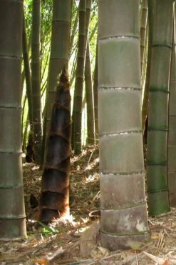 Moso Giant Bamboo (Phyllostachys Edulis 'Moso') - 3 Gallon Pot (2-4') -Garden Plant Seeds phyllostachys edulis moso giant timber bamboo 101
