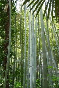 Moso Giant Bamboo (Phyllostachys Edulis 'Moso') - 3 Gallon Pot (2-4') -Garden Plant Seeds phyllostachys edulis moso giant timber bamboo 105