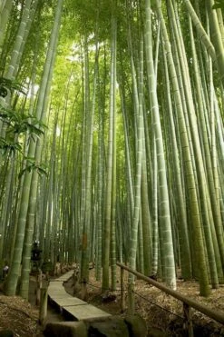 Moso Giant Bamboo (Phyllostachys Edulis 'Moso') - 3 Gallon Pot (2-4') -Garden Plant Seeds phyllostachys edulis moso giant timber bamboo 106