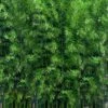 Meyer's Bamboo (Phyllostachys Meyeri) - 3 Gallon Pot 1 Meyer's Bamboo (Phyllostachys Meyeri) - 3 Gallon Pot -Garden Plant Seeds phyllostachys meyeri meyers bamboo 1
