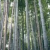 Henon Giant Gray Bamboo - Phyllostachys Nigra 'Henon' - 3 Gallon Pot (4-6') -Garden Plant Seeds phyllostachys nigra henon giant timber bamboo 100