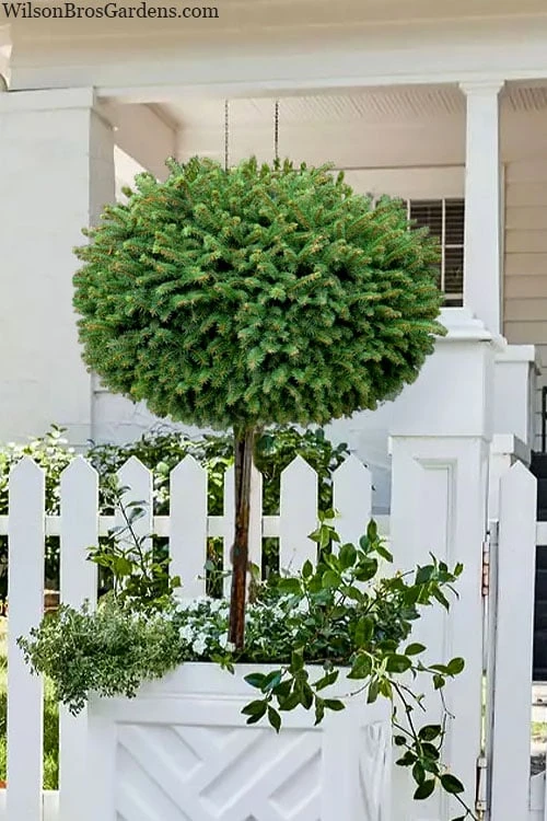 Little Gem Dwarf Norway Spruce Tree (Single Trunk) - 2 Gallon Pot 3 Little Gem Dwarf Norway Spruce Tree (Single Trunk) - 2 Gallon Pot