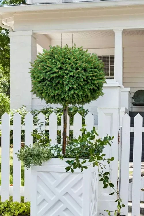 Little Gem Dwarf Norway Spruce Tree (Single Trunk) - 2 Gallon Pot 7 Little Gem Dwarf Norway Spruce Tree (Single Trunk) - 2 Gallon Pot - Image 5