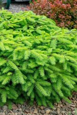 Bird's Nest Spruce (Picea Abies 'Nidiformis') - 2 Gallon Pot -Garden Plant Seeds picea abies nidiformis birds nest norway spruce 1