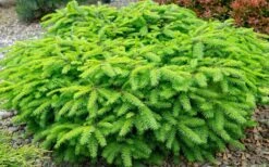 Bird's Nest Spruce (Picea Abies 'Nidiformis') - 2 Gallon Pot -Garden Plant Seeds picea abies nidiformis birds nest norway spruce 2