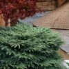 Bird's Nest Spruce (Picea Abies 'Nidiformis') - 2 Gallon Pot -Garden Plant Seeds picea abies nidiformis birds nest norway spruce 8