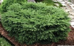Bird's Nest Spruce (Picea Abies 'Nidiformis') - 2 Gallon Pot -Garden Plant Seeds picea abies nidiformis birds nest norway spruce 9