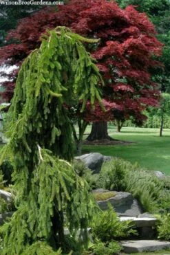 Weeping Norway Spruce (Picea Abies 'Pendula') - 2 Gallon Pot 10 Weeping Norway Spruce (Picea Abies 'Pendula') - 2 Gallon Pot -Garden Plant Seeds picea abies pendula weeping norway spruce 10
