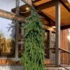 Weeping Norway Spruce (Picea Abies 'Pendula') - 2 Gallon Pot -Garden Plant Seeds picea abies pendula weeping norway spruce 4