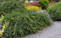 Weeping Norway Spruce (Picea Abies 'Pendula') - 2 Gallon Pot 11 Weeping Norway Spruce (Picea Abies 'Pendula') - 2 Gallon Pot -Garden Plant Seeds picea abies pendula weeping norway spruce 6