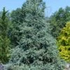 Hudson White Spruce (Picea Glauca 'Hudsonii') - 6 Gallon Pot -Garden Plant Seeds picea glauca hudsonii hudson white spruce 1