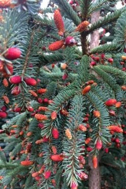 Hudson White Spruce (Picea Glauca 'Hudsonii') - 6 Gallon Pot -Garden Plant Seeds picea glauca hudsonii hudson white spruce 2