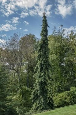 Weeping White Spruce (Picea Glauca 'Pendula') - 1 Gallon Pot 16 Weeping White Spruce (Picea Glauca 'Pendula') - 1 Gallon Pot -Garden Plant Seeds picea glauca pendula weeping white spruce 21 1