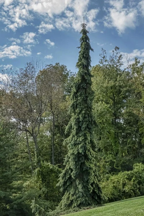 Weeping White Spruce (Picea Glauca 'Pendula') - 1 Gallon Pot 9 Weeping White Spruce (Picea Glauca 'Pendula') - 1 Gallon Pot - Image 7