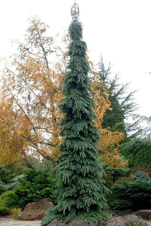 Weeping White Spruce (Picea Glauca 'Pendula') - 1 Gallon Pot 10 Weeping White Spruce (Picea Glauca 'Pendula') - 1 Gallon Pot - Image 8
