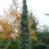 Weeping White Spruce (Picea Glauca 'Pendula') - 1 Gallon Pot -Garden Plant Seeds picea glauca pendula weeping white spruce 30 1