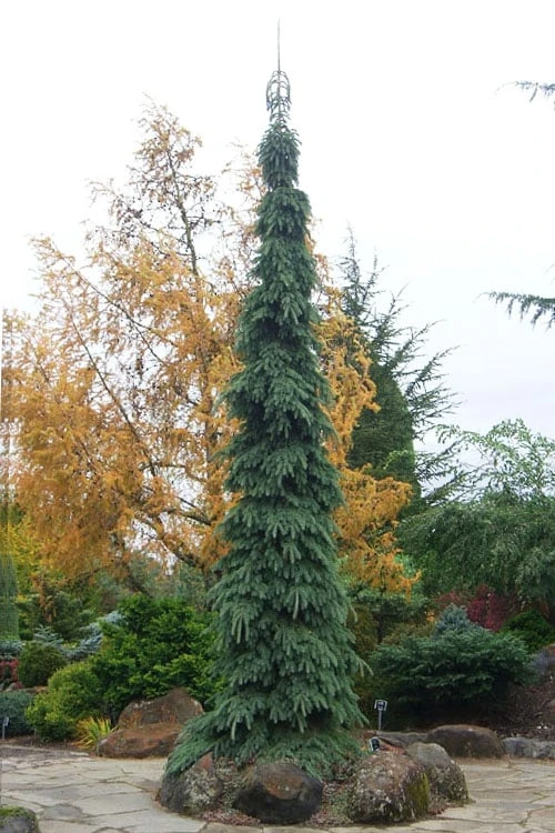 Weeping White Spruce (Picea Glauca 'Pendula') - 1 Gallon Pot 3 Weeping White Spruce (Picea Glauca 'Pendula') - 1 Gallon Pot