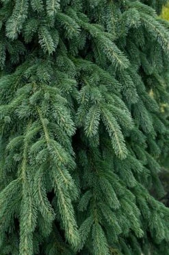 Weeping White Spruce (Picea Glauca 'Pendula') - 5 Gallon Pot 13 Weeping White Spruce (Picea Glauca 'Pendula') - 5 Gallon Pot -Garden Plant Seeds picea glauca pendula weeping white spruce 4