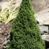 Pixie Miniature Dwarf Alberta Spruce - Quart Pot 2 Pixie Miniature Dwarf Alberta Spruce - Quart Pot -Garden Plant Seeds picea glauca pixie dwarf alberta spruce 2