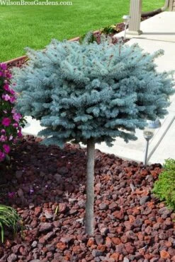 Dwarf Globe Blue Spruce Topiary Tree (Picea Pungens 'Globosa') - 5 Gallon Pot 10 Dwarf Globe Blue Spruce Topiary Tree (Picea Pungens 'Globosa') - 5 Gallon Pot -Garden Plant Seeds picea pungens glauca globosa dwarf globe colorado blue spruce topiary tree 2