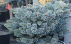 Dwarf Globe Blue Spruce Topiary Tree (Picea Pungens 'Globosa') - 5 Gallon Pot 11 Dwarf Globe Blue Spruce Topiary Tree (Picea Pungens 'Globosa') - 5 Gallon Pot -Garden Plant Seeds picea pungens globosa dwarf globe blue spruce 2