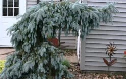 The Blues Colorado Spruce (Picea Pungens) - 6 Gallon Pot (4-5') 12 The Blues Colorado Spruce (Picea Pungens) - 6 Gallon Pot (4-5') -Garden Plant Seeds picea pungens the blues colorado blue spruce 4