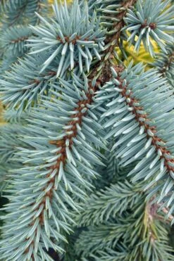The Blues Colorado Spruce (Picea Pungens) - 6 Gallon Pot (4-5') 15 The Blues Colorado Spruce (Picea Pungens) - 6 Gallon Pot (4-5') -Garden Plant Seeds picea pungens the blues colorado blue spruce 9