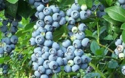 Brightwell Rabbiteye Blueberry - 7 Gallon Pot 9 Brightwell Rabbiteye Blueberry - 7 Gallon Pot -Garden Plant Seeds picture 6424 brightwell rabbiteye blueberry