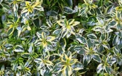 Miss Lemon Dwarf Abelia - 1 Gallon Pot -Garden Plant Seeds picture abelialemonzest