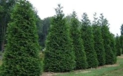 Green Giant Arborvitae - 3 Gallon Pot -Garden Plant Seeds picture arborvitae green giant 2 1