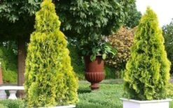 Highlights Arborvitae Thuja Janed Gold - 1 Gallon Pot -Garden Plant Seeds picture arborvitaejanedgold 2 2