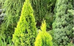 Highlights Arborvitae Thuja Janed Gold - 1 Gallon Pot -Garden Plant Seeds picture arborvitaejanedgold 3