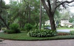 Asian Jasmine - Asiatic Jasmine - 1 Gallon Pot -Garden Plant Seeds picture asian jasmine 8