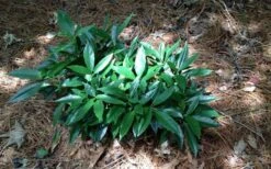 Dwarf Green Aucuba - Japanese Laurel - 1 Gallon Pot -Garden Plant Seeds picture aucuba dwarf green shrub
