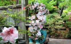 Tama No Hada Azalea - 3 Gallon Pot 13 Tama No Hada Azalea - 3 Gallon Pot -Garden Plant Seeds picture azalea tama no hada 1