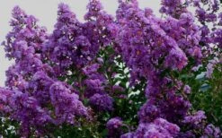 Twilight Purple Crape Myrtle - 6 Pack Of 1 Gallon Pots -Garden Plant Seeds picture crape myrtle twilight 1 2