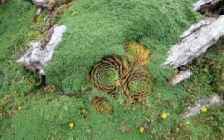 Elfin Creeping Thyme - Thymus Serpyllum Elfin - 3 Pack Of Pint Pots -Garden Plant Seeds picture creeping thyme elfin 4