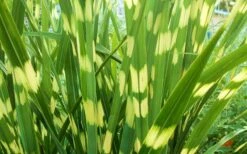 Little Zebra Grass - Miscanthus - 3 Gallon Pot -Garden Plant Seeds picture miscanthus little zebra 2